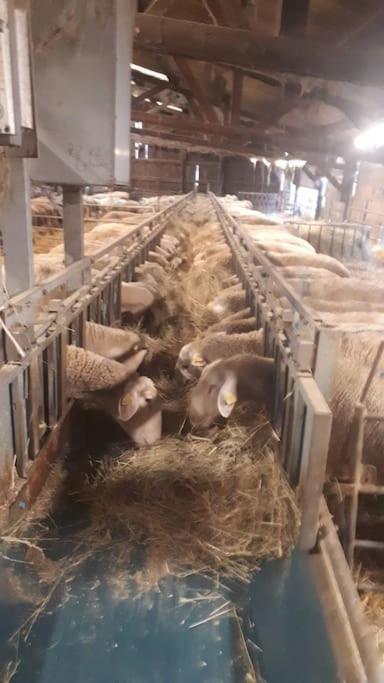 Gite A La Ferme, Avec Animaux, Fromages Et Nature Neuville-les-Decize Eksteriør bilde