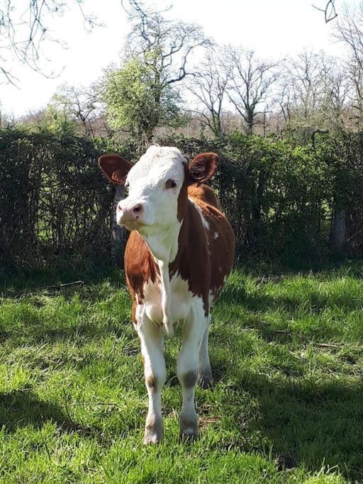 Gite A La Ferme, Avec Animaux, Fromages Et Nature Neuville-les-Decize Eksteriør bilde